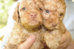 labradoodle puppy