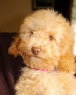 labradoodle puppy