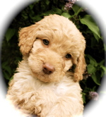 labradoodle puppy