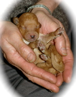 Labradoodle 1 day old