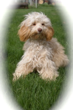 Labradoodle and child