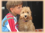 Labradoodle and boy
