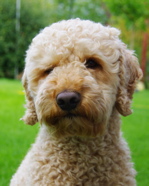 Labradoodle