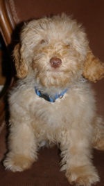Labradoodle 