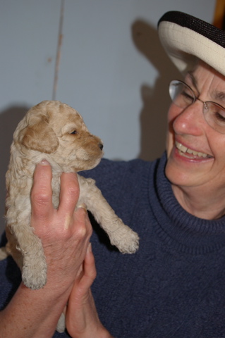 Labradoodle and girl