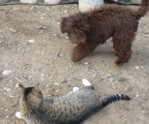 Labradoodle and cat