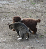 Labradoodle and cat