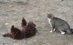 Labradoodle and cat