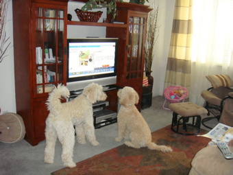 Labradoodles watching tv