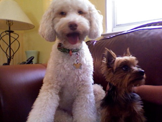 Labradoodle puppy and Yorkie