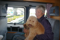 Labradoodle puppy with mum in car