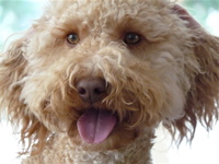 Labradoodle face