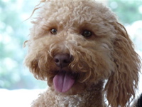 Labradoodle face
