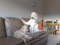 Labradoodle and goldendoodle