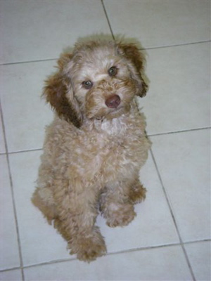 Labradoodle puppy in Holland