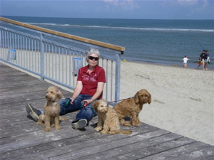 Labradoodle puppies and mum by the sea