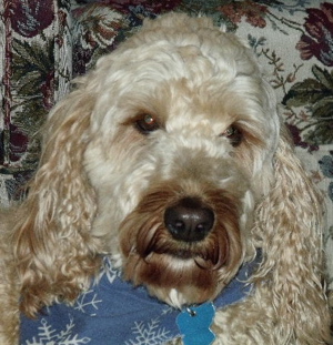 Labradoodle