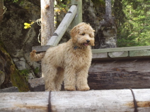 Labradoodle hiking