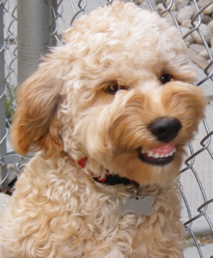 Smiling labradoodle