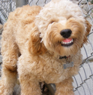 Smiling labradoodle