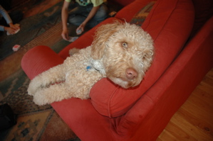 Labradoodle on the couch
