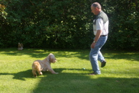 labradoodle and man play soccer