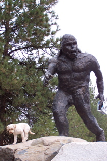 labradoodle and sasquatch