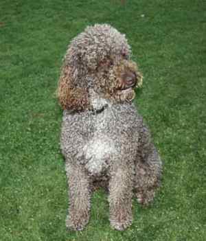 silver brown labradoodle dad