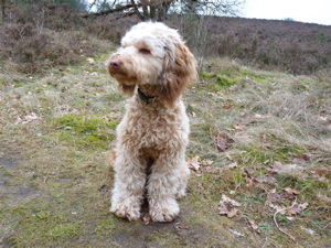 Labradoodle puppy in Holland