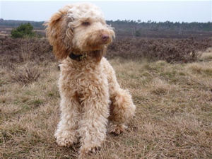 Labradoodle puppy in Holland