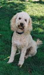 labradoodle