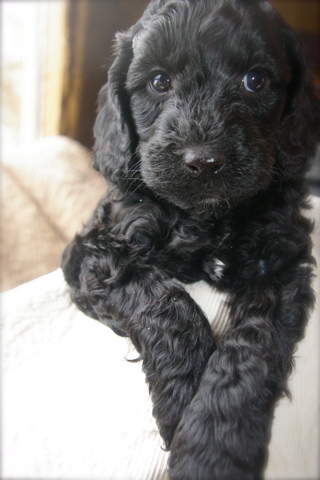Labradoodle and girl