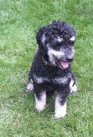 labradoodle stud phantom