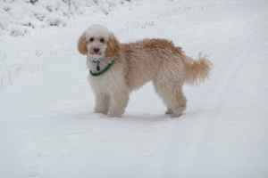 gold labradoodle dad