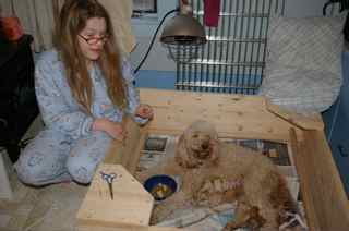Labradoodle mother and newborn babies