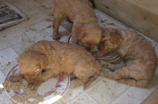 labradoodle puppies eating