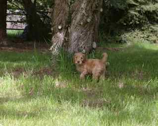 labradoodle puppy in garden