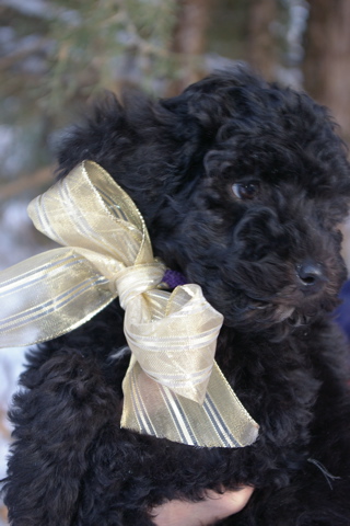 black fleece coated labradoodle