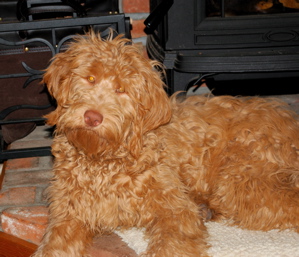 curly Labradoodle