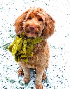 black labradoodle mum