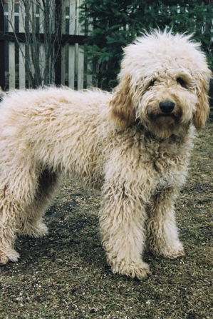 labradoodle full coat