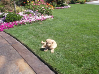 Labradoodle puppy in garden