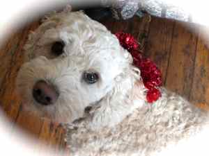 gold labradoodle mum