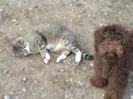 Labradoodle and cat
