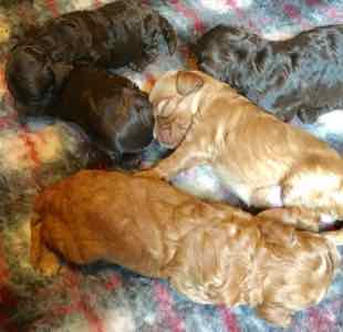 10 day old old labradoodle puppies