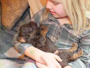 chocolate phantom labradoodle puppy and little girl