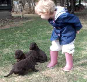 3 week old labradoodle puppies and little girl