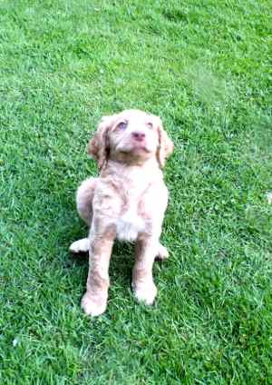 brown labradoodle puppy