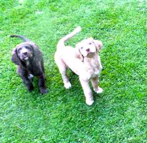  labradoodle puppies