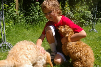 labradoodles and boy